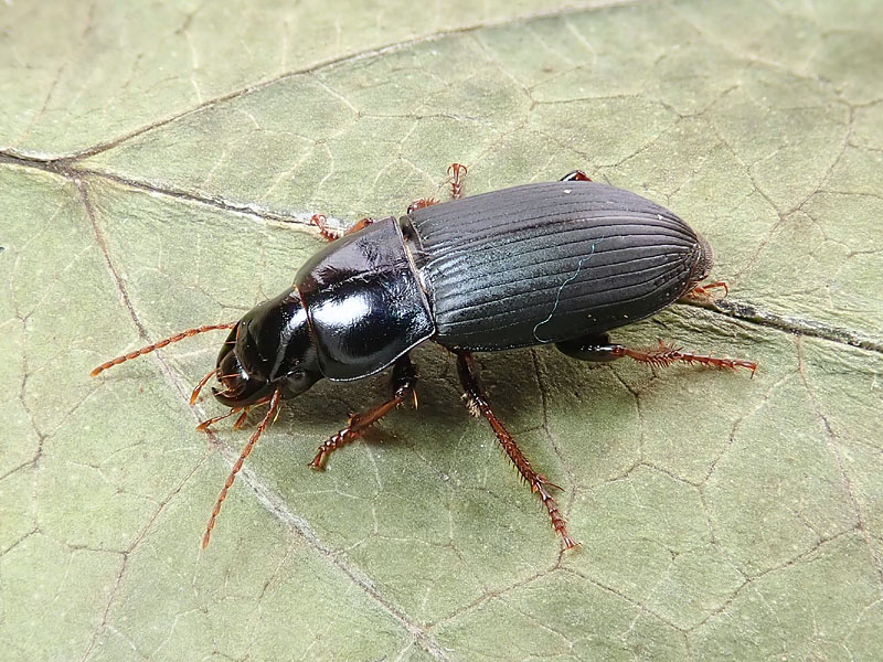 Carabidae: Harpalus affinis ?? no, Harpalus rubripes